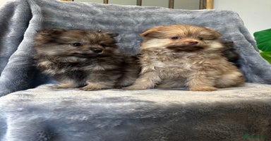 Pomeranian dogs - Advert 13