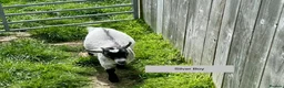 Goats livestock for sale: Pygmy Goat kids. - Advert 5