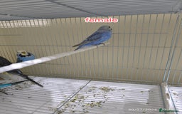 Budgerigars birds for sale: Budgies  and Cockatiel for sale  - Image 13