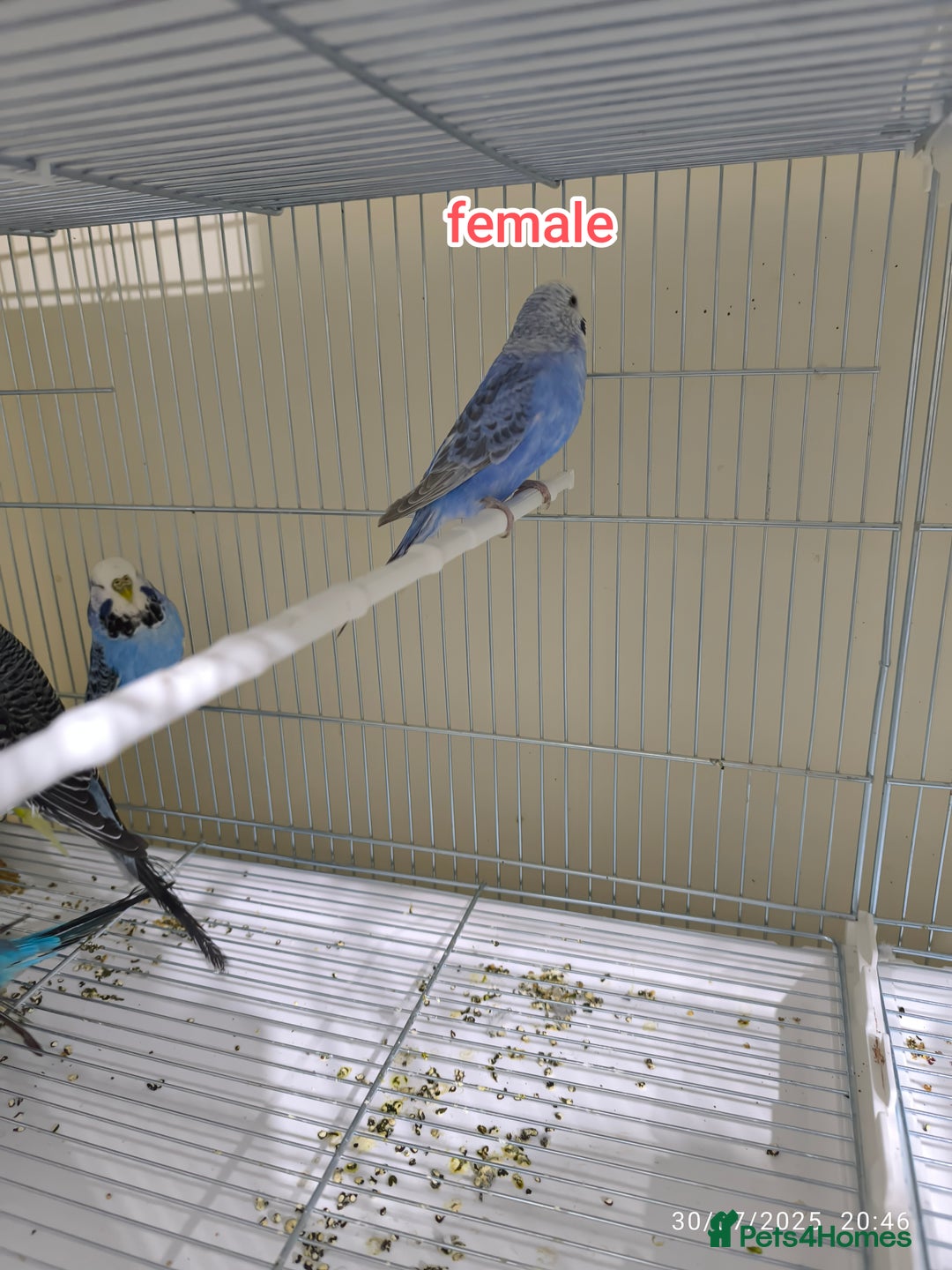 Budgerigars birds for sale: Budgies  and Cockatiel for sale  - Image 13