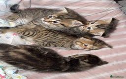 British Shorthair cats for sale: Poppys 4 lovely kittens  - Image 3