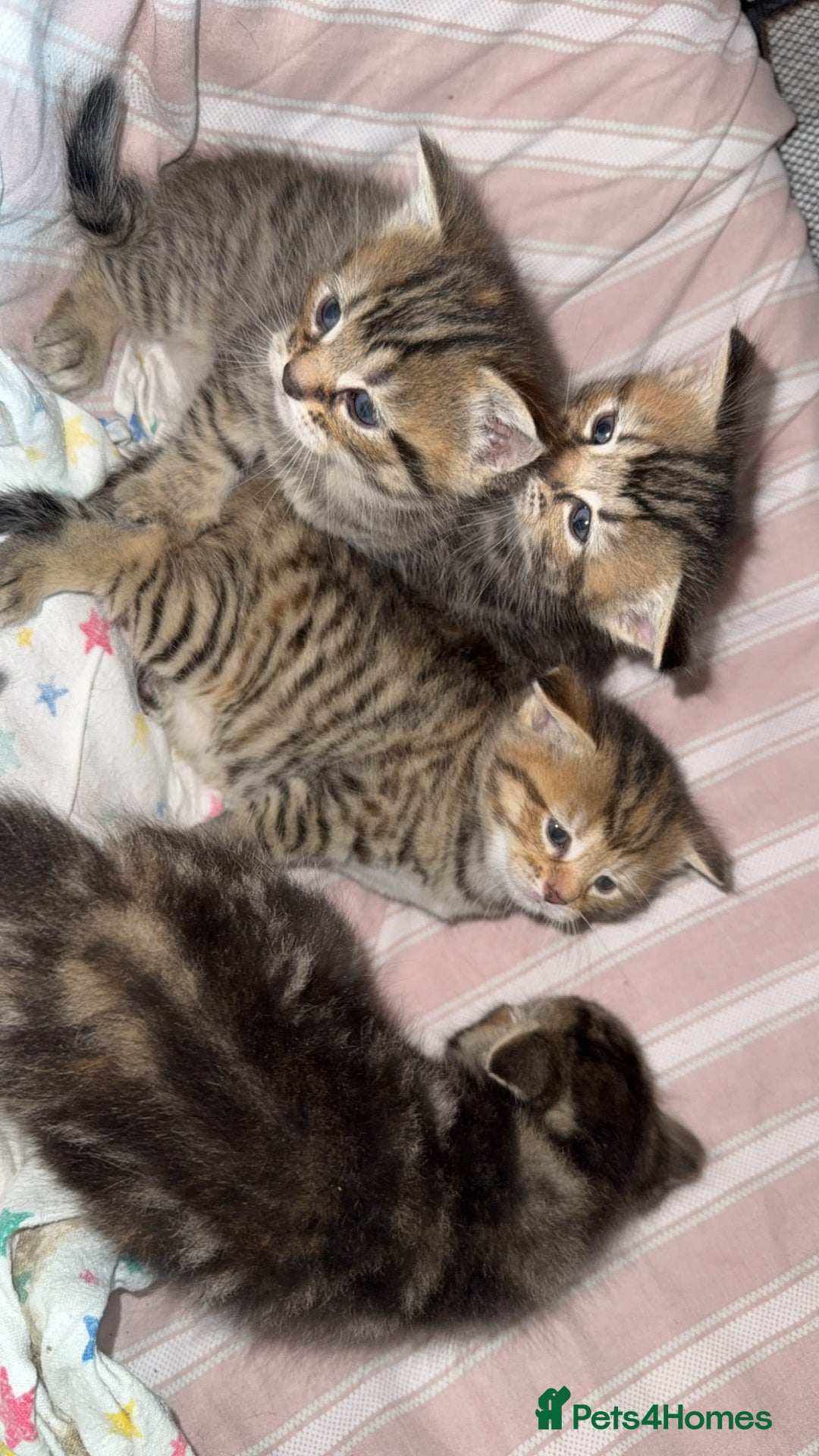 British Shorthair cats for sale: Poppys 4 lovely kittens  - Image 3