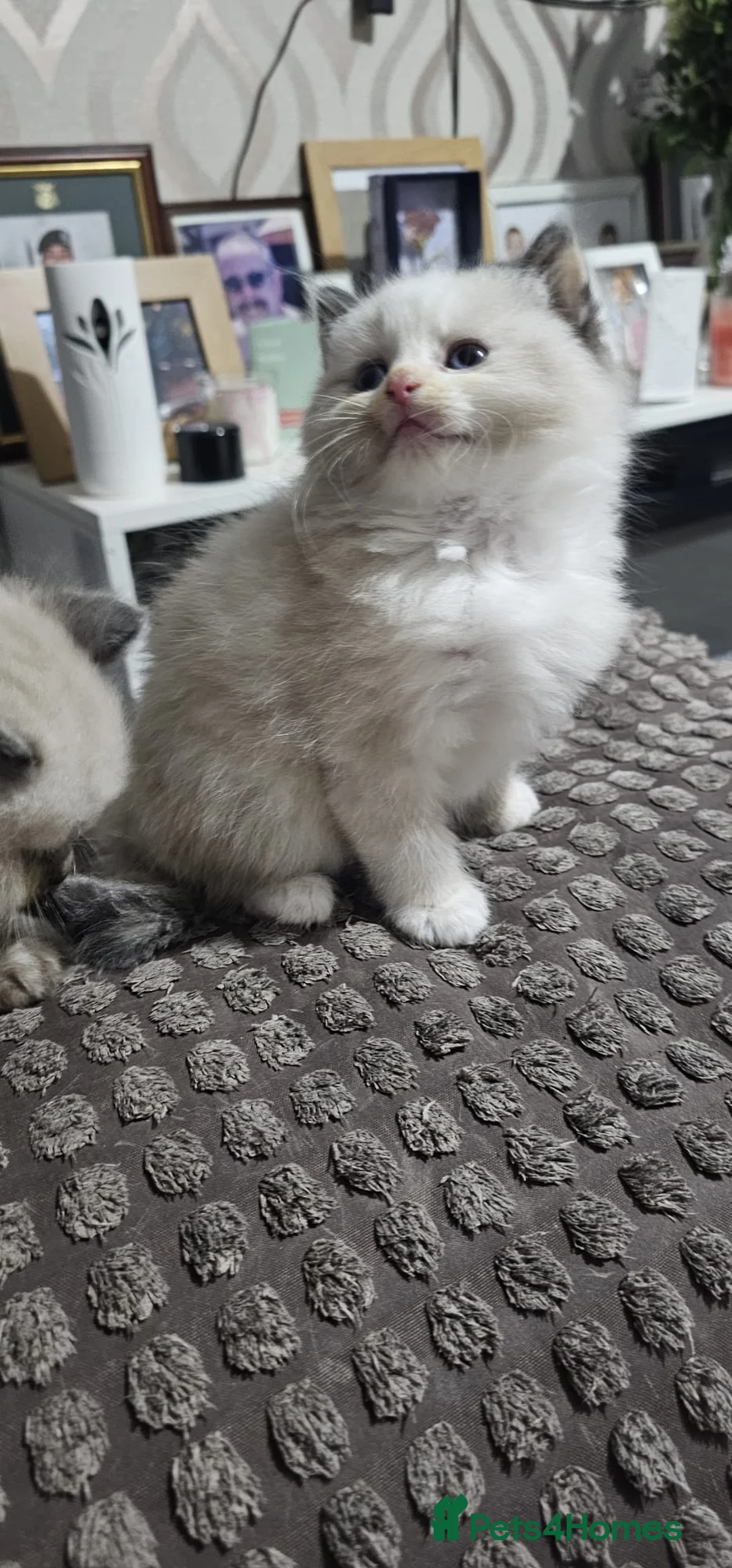 Mixed Breed cats for sale: Ragdoll cross kittens  in Newport - Advert 2
