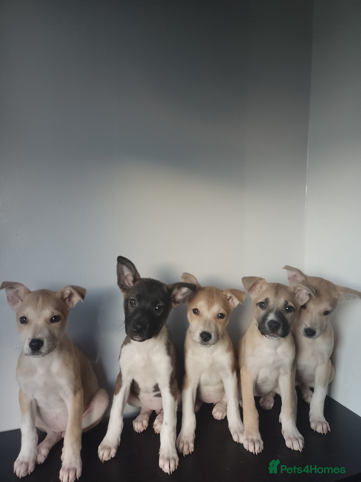 Mixed Breed dogs Staffy x Akita  - Advert 20