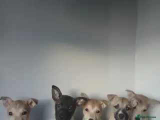 Mixed Breed dogs Staffy x Akita - Advert 20