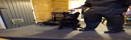 German Shepherd dogs for sale: EXCELLENT SHEPHERD PUPPIES  - Advert 4