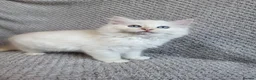 Ragdoll cats for sale: Registration Ragdoll kittens  - Advert 8