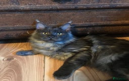 Maine Coon cats for stud: Stud Gccf duel Tica active blue smoke  in Grantham - Image 9