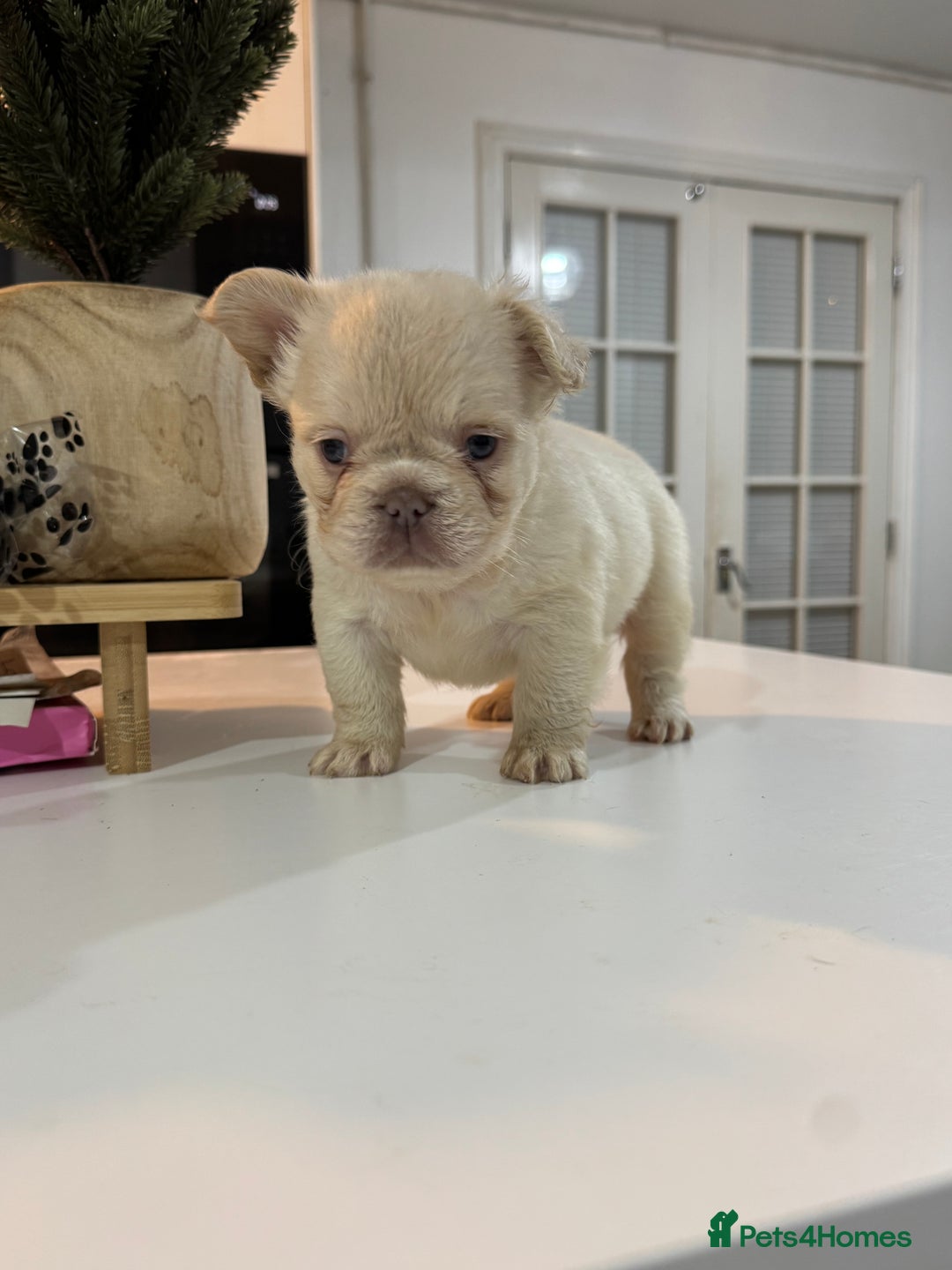 French Bulldog dogs for sale: Fluffy french bulldogs READ DESCRIPTION  - Advert 4
