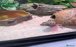 Gecko reptiles for sale: Female leopard gecko and enclosure  - Image 3