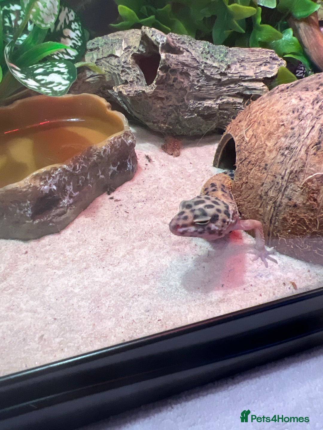 Gecko reptiles for sale: Female leopard gecko and enclosure  - Image 3