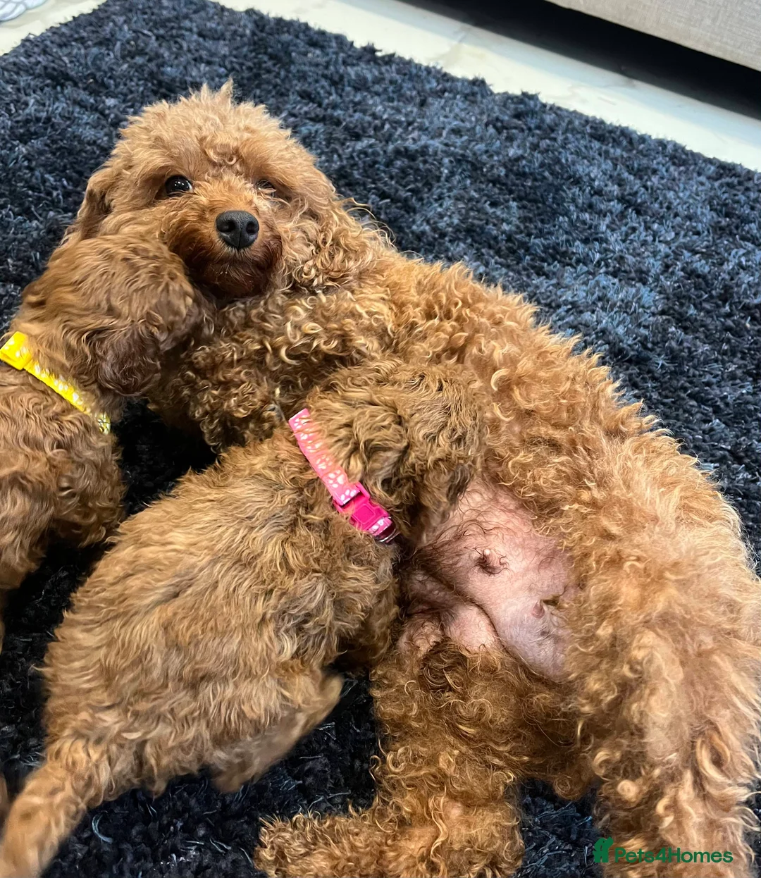 Miniature Poodle dogs for sale: FOX Red Miniature Poodles!!! 400 Health Tests!! - Advert 2