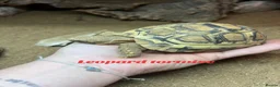 Tortoise reptiles for sale: Various Tortoises At Urban Exotics - Advert 5
