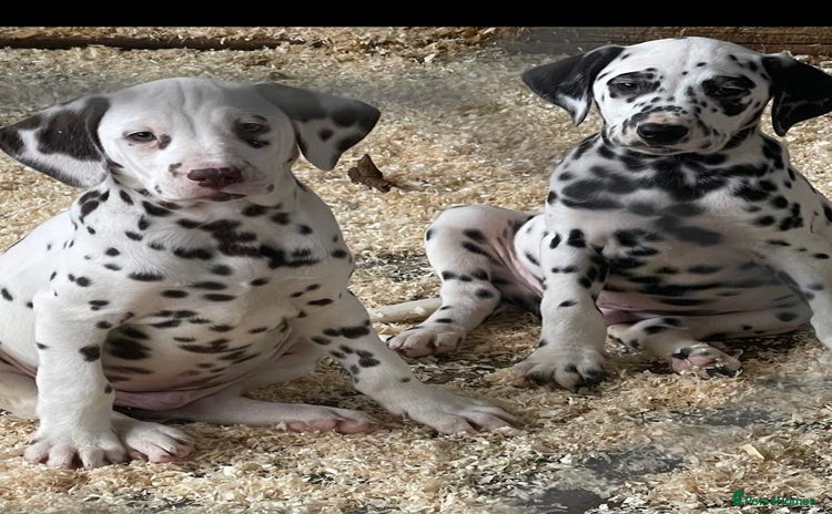Dalmatian dogs Dalmation Puppies - Advert 4
