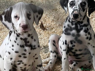 Dalmatian dogs Dalmation Puppies - Advert 2