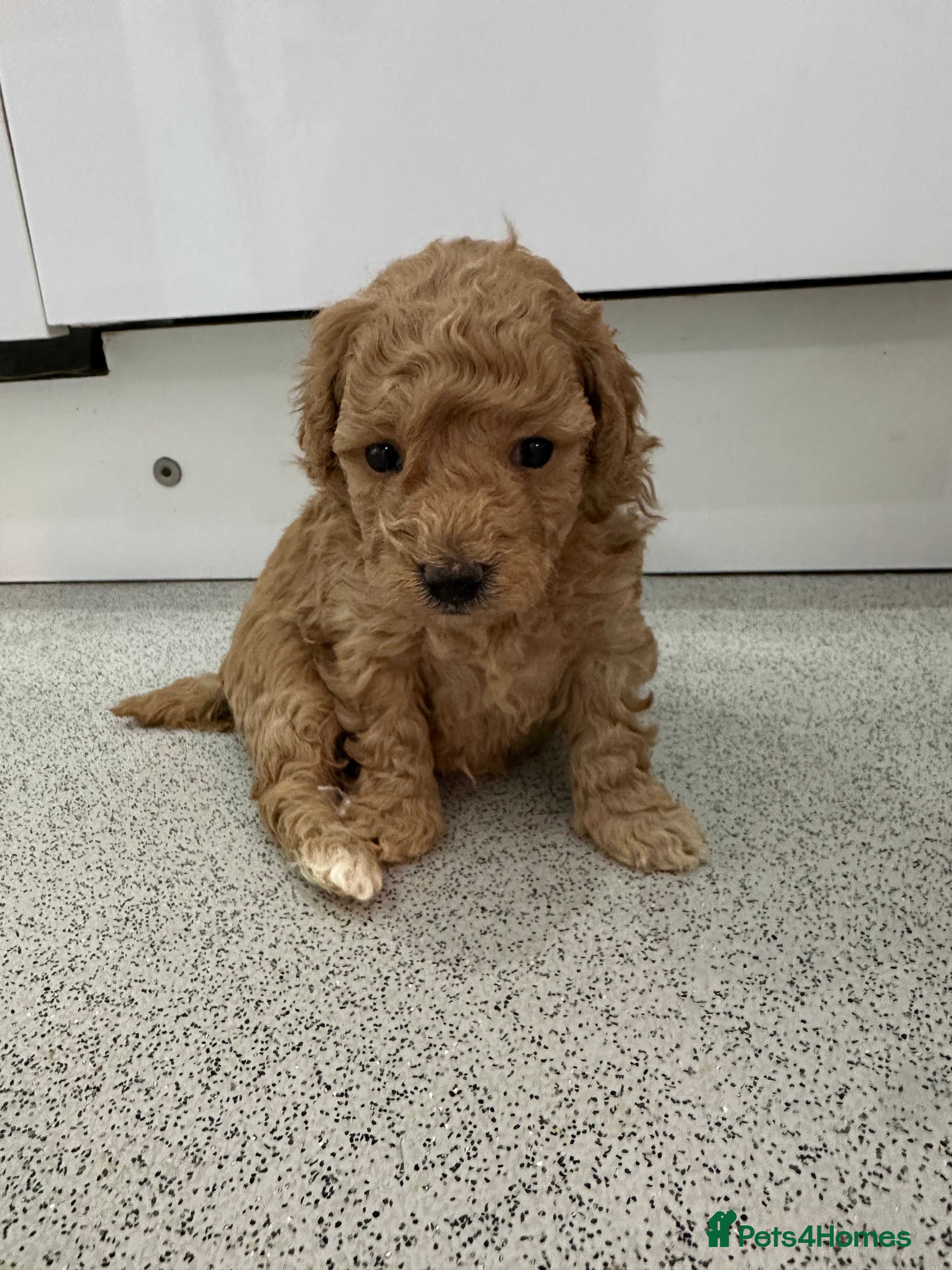 Toy Poodle dogs Tiny toy poodle puppies  - Advert 4