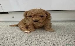 Toy Poodle dogs for sale: Tiny toy poodle boys  - Advert 21
