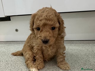 Toy Poodle dogs Tiny toy poodle puppies - Advert 16