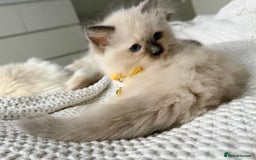 Ragdoll cats for sale: Ragdolls kittens 2 girls & 3 boys  - Image 10