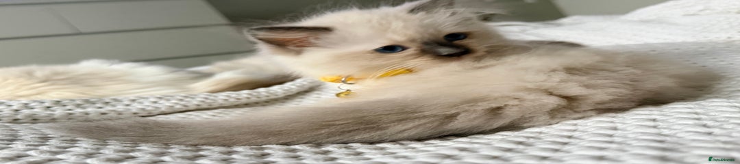 Ragdoll Kitten 1