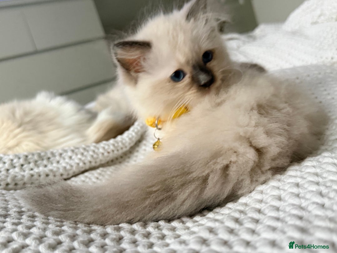 Ragdoll cats for sale: Ragdolls kittens 2 girls & 3 boys  - Image 10