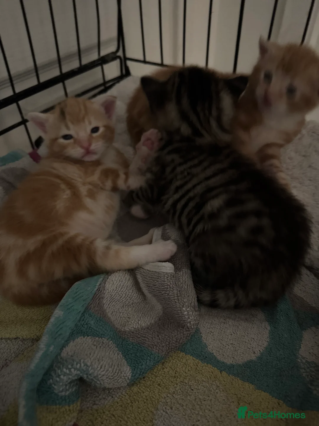 American Shorthair cats for sale: Beautiful Rare GingerKittens Alonghair X BSH cross - Advert 10