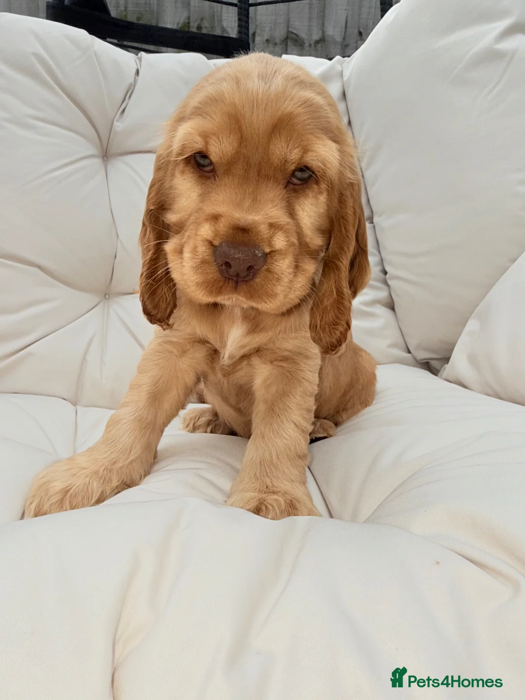 Cocker Spaniel dogs for sale: KC Registered Show-Type Cocker Spaniel Puppies - Advert 1