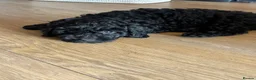 Cockapoo dogs for sale: Cockapoo - Advert 4