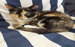 Domestic Shorthair cats for sale: Cats requiring living homes  - Image 5