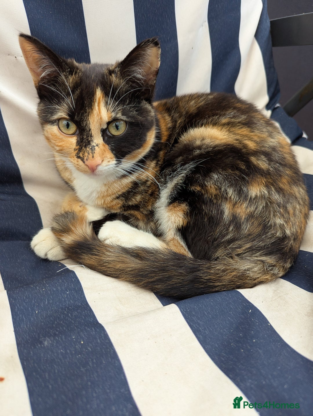 Domestic Shorthair cats for sale: Cats requiring living homes  - Image 5
