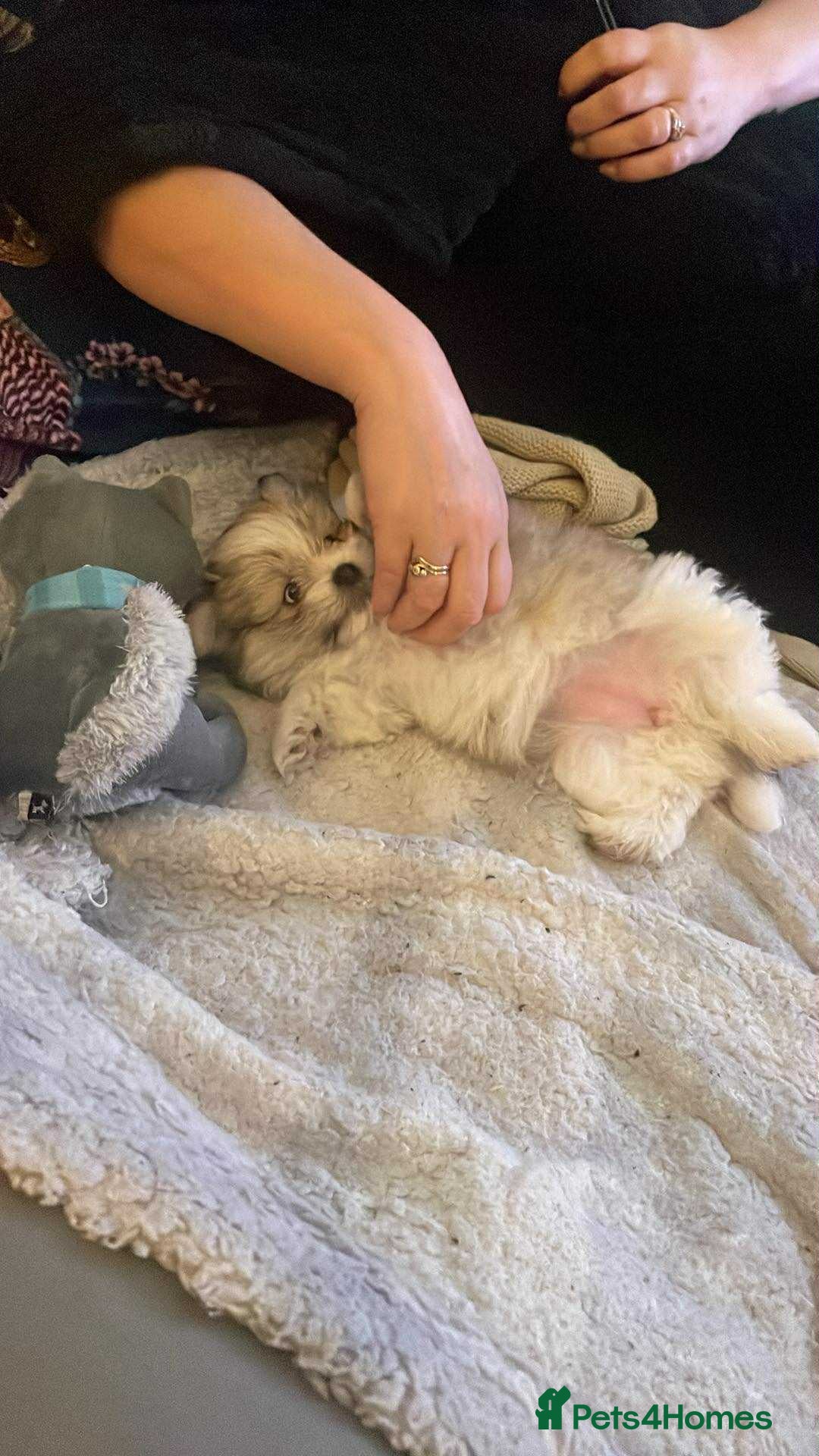 Mixed Breed dogs for sale: Malti-Pom Puppies - £1200 - Advert 34