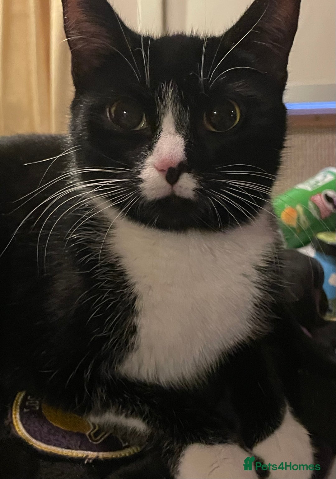 British Shorthair cats for sale: Black kitten and black and white kitten  - Advert 3