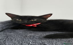 Mixed Breed cats for sale: 2 black famele kittens  - Image 4