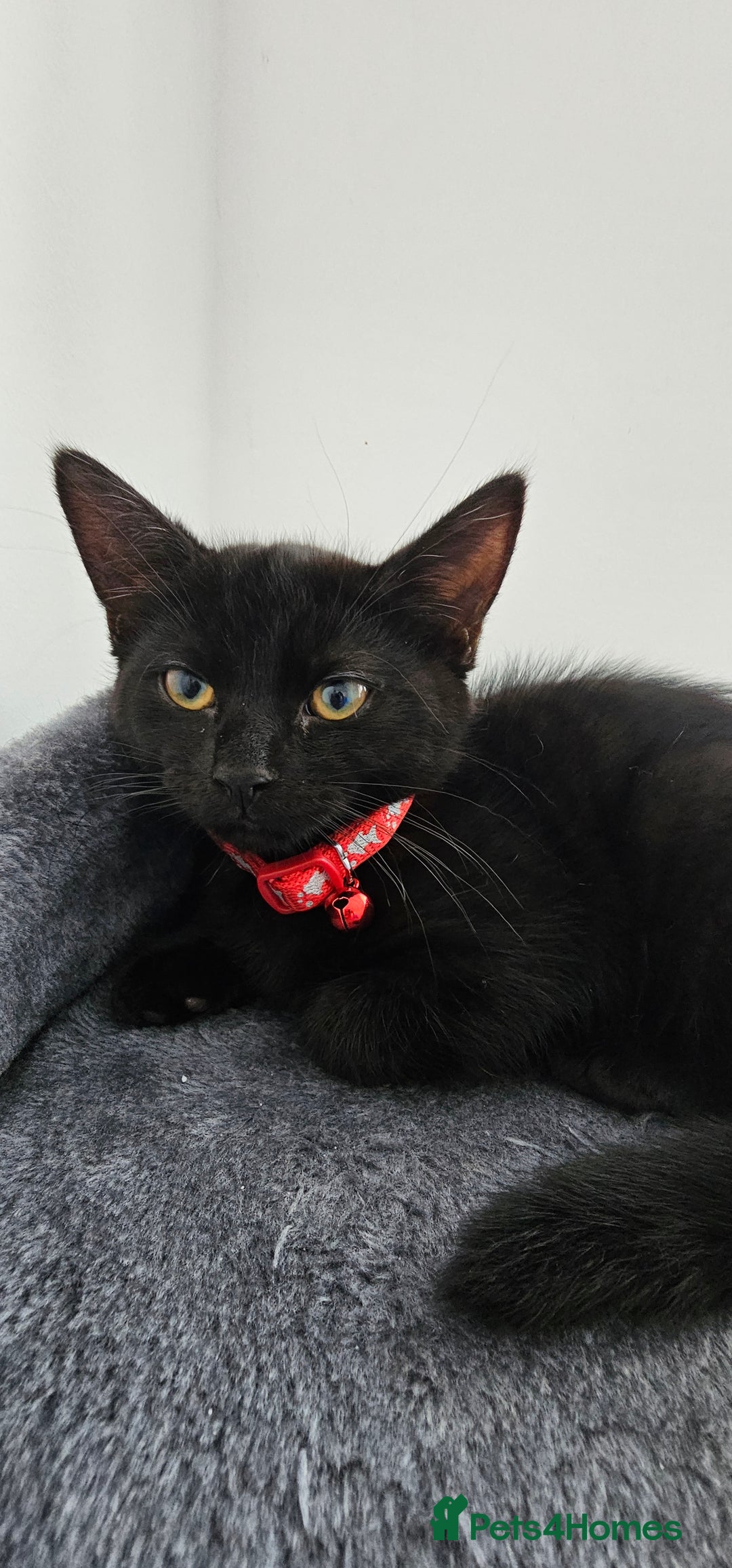 Mixed Breed cats for sale: 2 black famele kittens  - Image 4