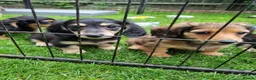 Miniature Dachshund dogs for sale: 🌟KC reg.Miniature LH Dachshund Puppies 🌟  - Advert 19