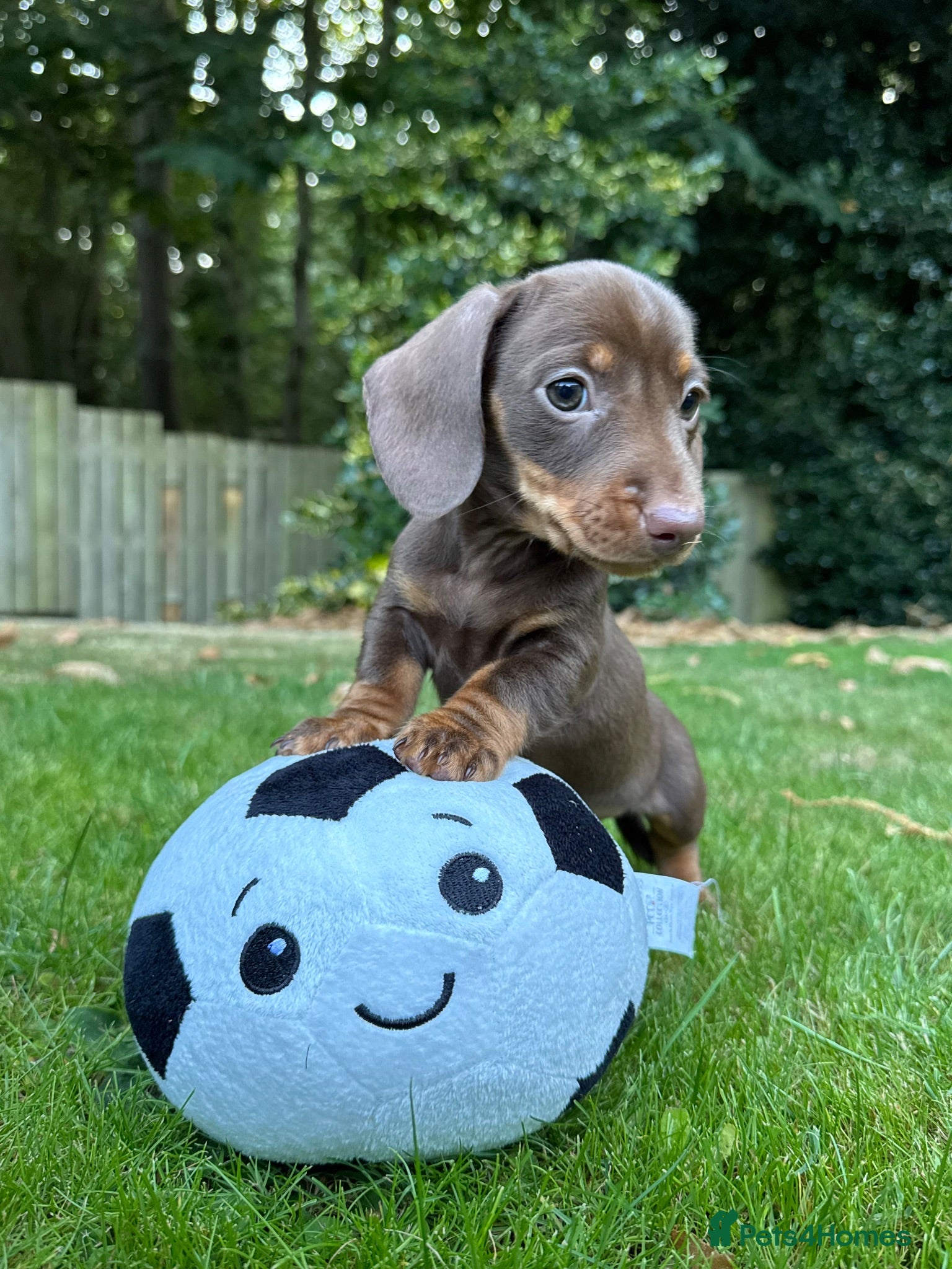 Miniature Dachshund dogs Miniature Dachshunds. PRA clear. 5 star breeder. - Advert 5