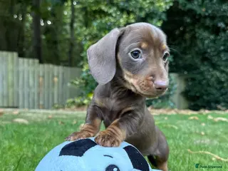 Miniature Dachshund dogs Miniature Dachshunds. PRA clear. 5 star breeder. - Advert 5