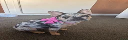French Bulldog dogs for sale: French bulldog - Advert 1
