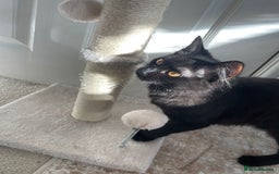 Mixed Breed cats for sale: Gorgeous Black Kitten - Image 1