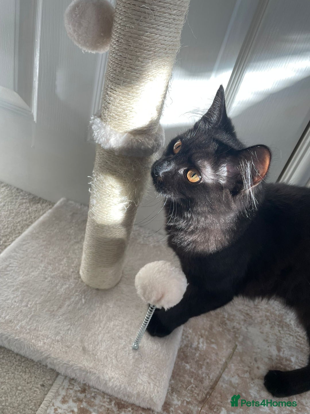 Mixed Breed cats for sale: Gorgeous Black Kitten - Image 1