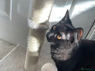 Mixed Breed cats - Advert 1