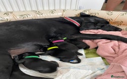 Labrador Retriever dogs for sale: Handsome Reggie needs forever family - Image 7