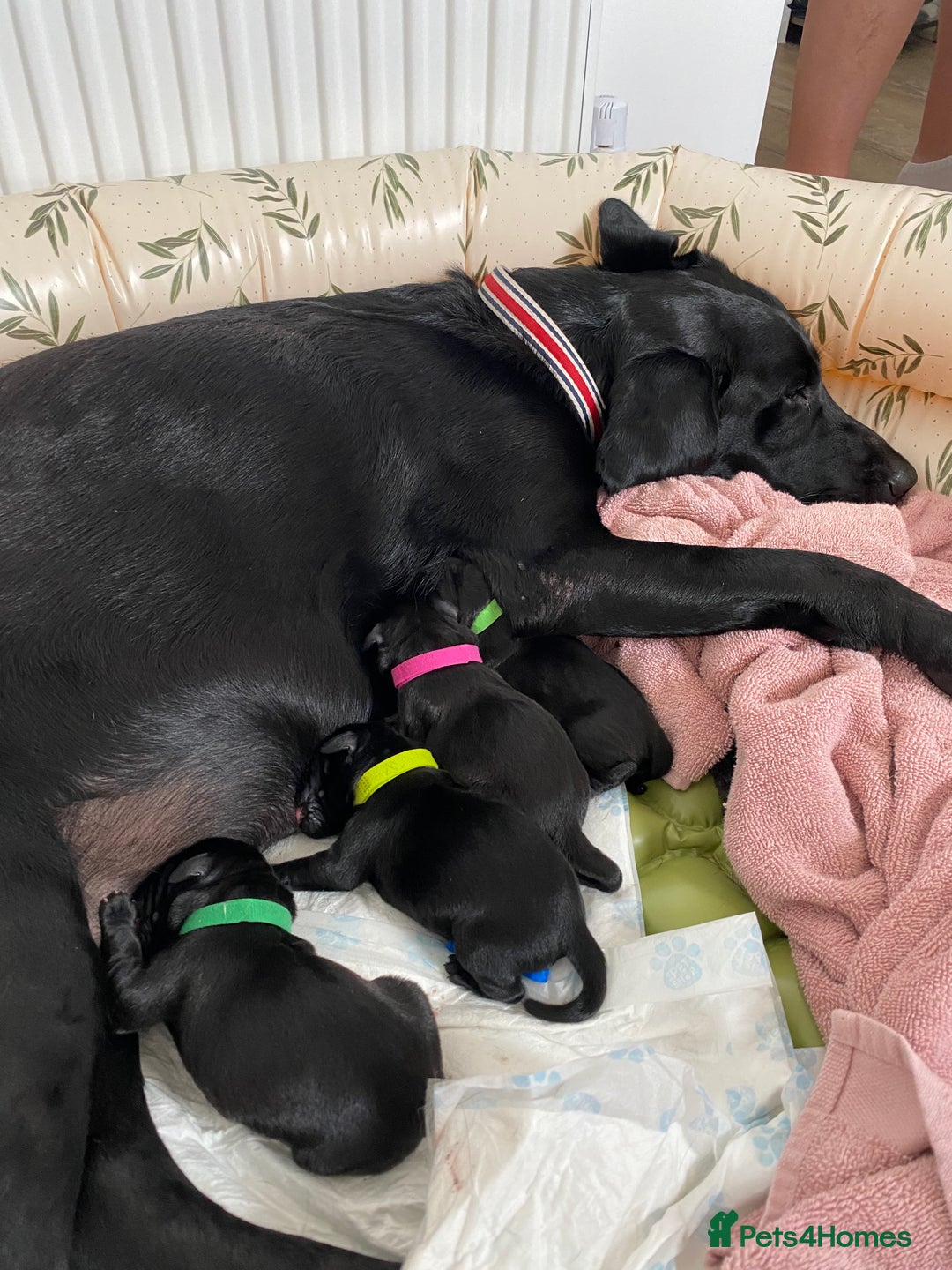 Labrador Retriever dogs for sale: Handsome Reggie needs forever family - Image 7