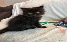 Persian cats for sale: 4 super friendly & playful Persian/Ragdoll babies - Image 5