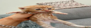 Maine Coon Kitten 1