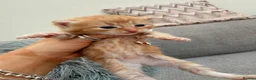 Maine Coon cats for sale: Maine coone cross kittens  - Advert 8