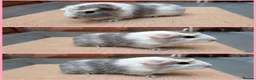 Guinea Pig rodents for sale: 5 Baby Girl Guinea Pigs - Advert 6