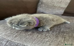 British Shorthair cats for sale: Beautiful Chunky Fluffy British Shorthair Kittens - Image 3