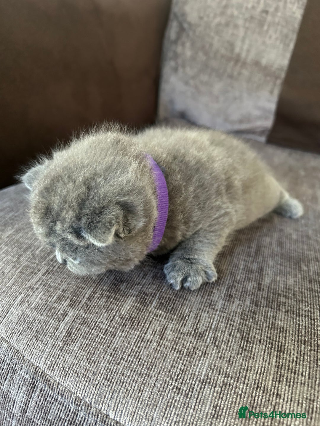 British Shorthair cats for sale: Beautiful Chunky Fluffy British Shorthair Kittens - Image 3