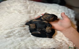 Miniature Pinscher dogs for sale: Gorgeous MinPin Puppies-Ready from 8th Dec! - Advert 8
